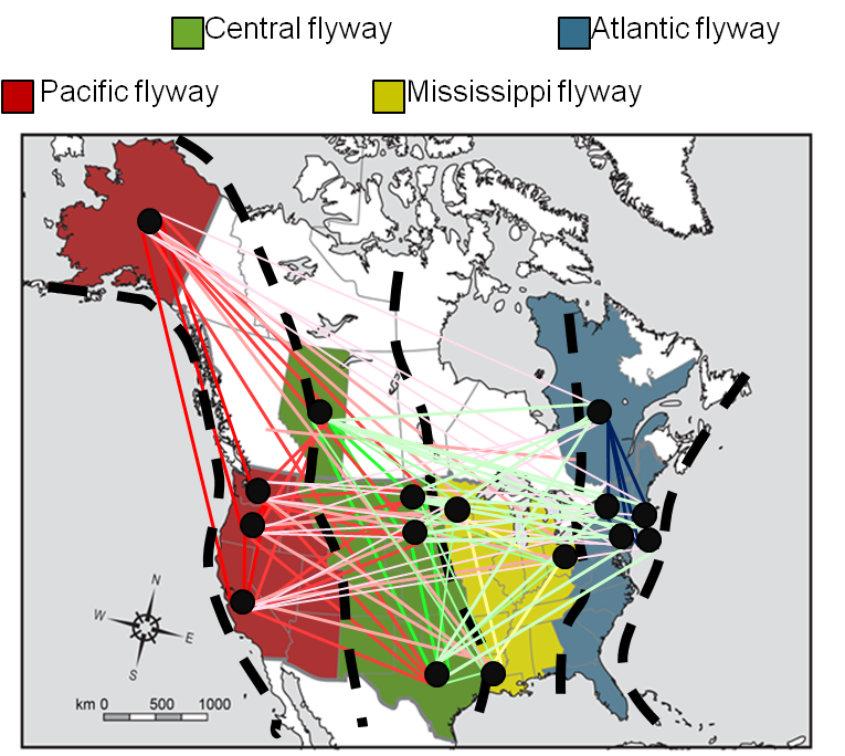 Movement of avian influenza virus among bird migration routes in North