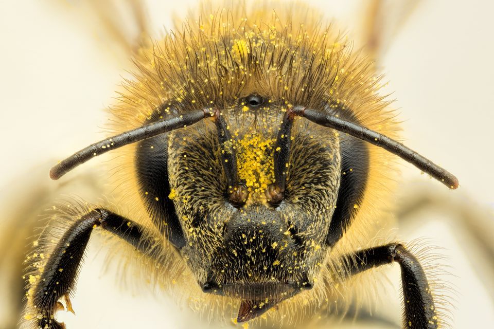 New bioinformatics tools reveal insight into honeybee immunity