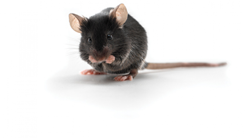 Мышь рост. Мыши линии c57bl/6. C57bl/6j мыши. Черная мышь. Мышка Живая.